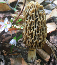 Load image into Gallery viewer, Group Wild Mushroom and Edible/Medicinal Plant Foraging