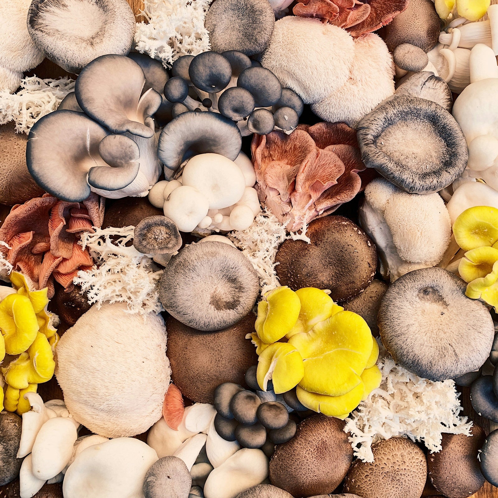 Fungi Phenomenon: The Rise of Functional Mushrooms