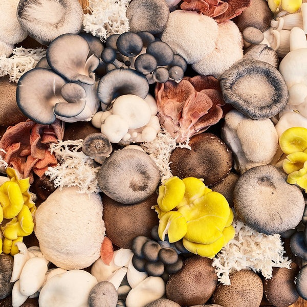 Fungi Phenomenon: The Rise of Functional Mushrooms