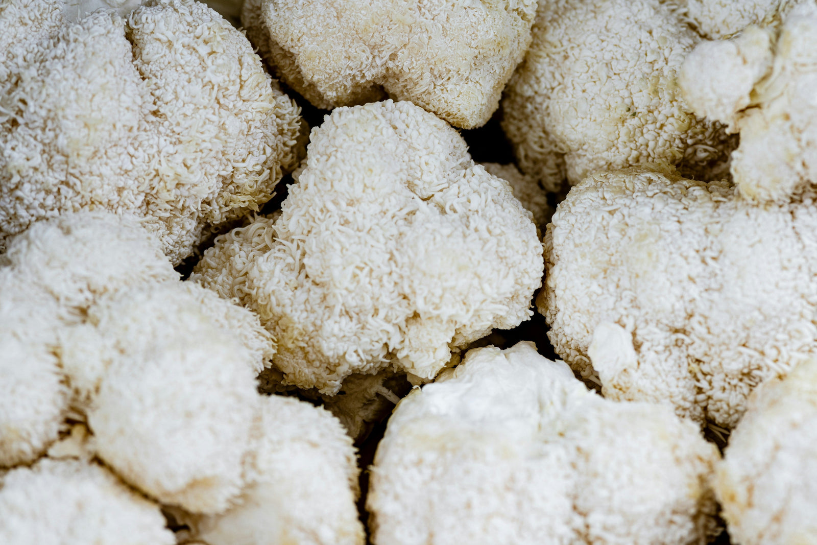 Lion’s Mane Mushroom: Benefits, Uses & Dosage