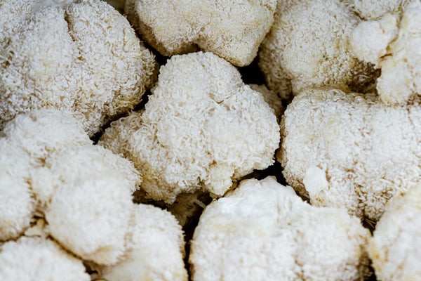 Lion’s Mane Mushroom: Benefits, Uses & Dosage