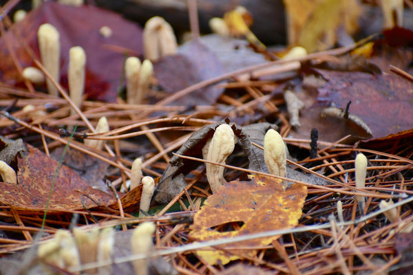 Reishi vs Cordyceps: Energy or Calm?