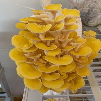 Golden Oyster Mushroom Grow Kit