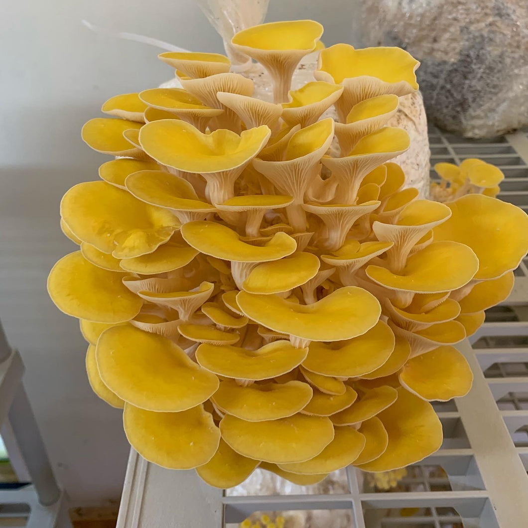 Golden Oyster Mushroom Grow Kit