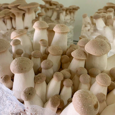 King Oyster Mushroom Grow Kit