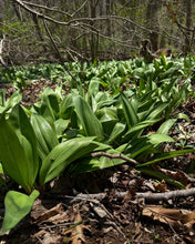 Load image into Gallery viewer, Haashrooms Ramp Patch Guided Group Tour