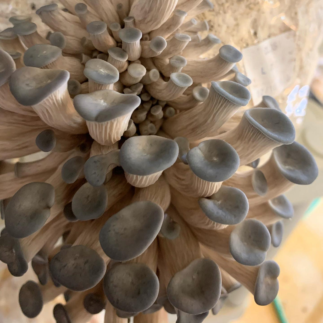 Blue Oyster Mushroom Grow Kit