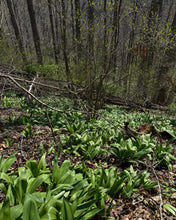 Load image into Gallery viewer, Haashrooms Ramp Patch Guided Group Tour