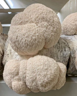 Grow Your Own Lions Mane Mushrooms Class