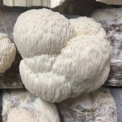 Lions Mane Mushroom Grow Kit