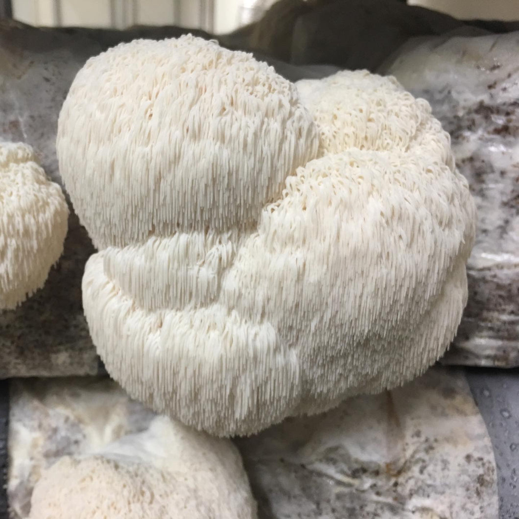 Lions Mane Mushroom Grow Kit