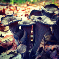 Group Wild Mushroom and Edible/Medicinal Plant Foraging