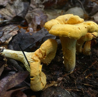 Group Wild Mushroom and Edible/Medicinal Plant Foraging
