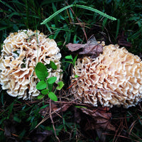 Group Wild Mushroom and Edible/Medicinal Plant Foraging