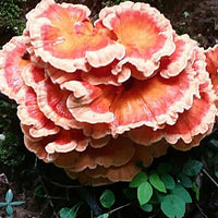 Group Wild Mushroom and Edible/Medicinal Plant Foraging