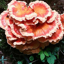 Load image into Gallery viewer, Group Wild Mushroom and Edible/Medicinal Plant Foraging