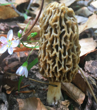 Group Wild Mushroom and Edible/Medicinal Plant Foraging