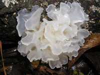 Tremella Mushroom